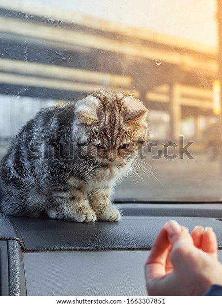 The cat in the\
car.