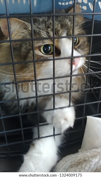 Cat in car carrier,\
vertical shot