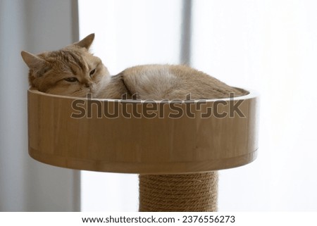 cat care concept with gold british cat during sleep