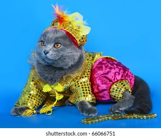 Cat In A Carnival Costume.