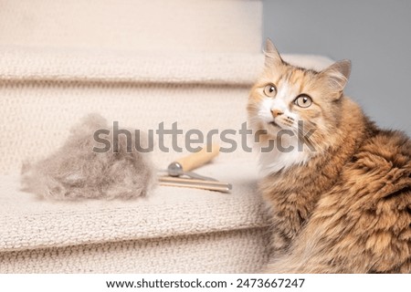 Similar – Image, Stock Photo Staircase with cat