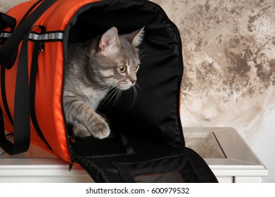 Cat In Carrier Bag On Table