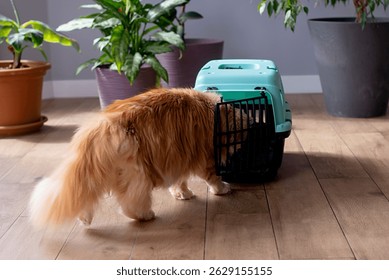 Portador de gatos, tiro interior. Mudarse con mascotas. Viajar con un gato.