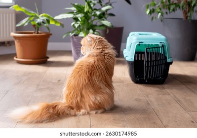 Portador de gatos, tiro interior. Mudarse con mascotas. Viajar con un gato.