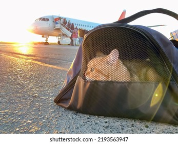 Cat In Carrying Case At Airplane In Sunrise. Ð¡at Carrier At Airport. Pet Sitting In Pet Carrier. Travelling With Pet. Red Kitten In Travel Bag Boarding In Plane.