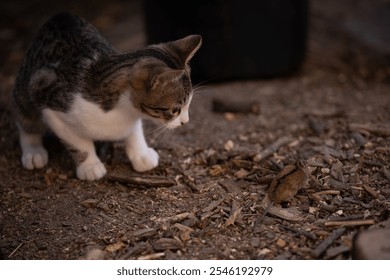 A cat catching a wild mouse at the village farm. The agile feline running after food. Hunting animal versus hunted animal - Powered by Shutterstock