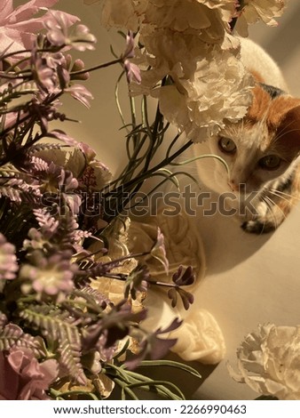 #Cat #CatEye #CatWithFlower #Flower #WhiteAndBrownCat