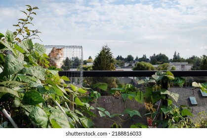 Cat In Catio Or Outdoor Enclosure On Rooftop Patio, Overseeing The Neighborhood. Cute Calico Cat Sitting In Diy Elevated Outdoor Cage Behind Lush Bean Plants In Roof Garden. Selective Focus.