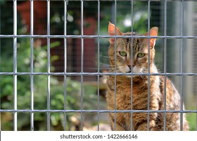 Cat In The Cattery Behind Bars