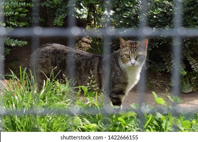 Cat In The Cattery Behind Bars