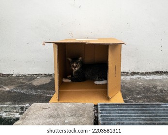 Schrödinger's Cat Caught In A Box