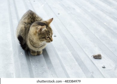 Cat caught a mouse