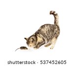 Cat caught the mouse by the tail. Isolated on white background
