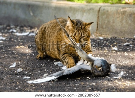 The cat caught the pigeon