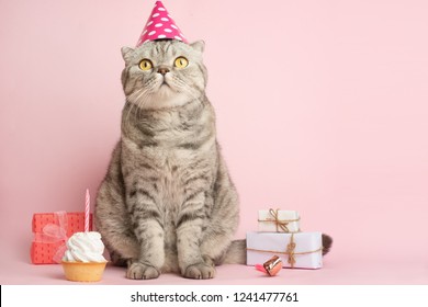 Cat Celebrates Birthday On Pink Background Stock Photo 1241477761 ...