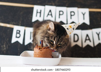 Cat Celebrating Birthday And Eating Cake