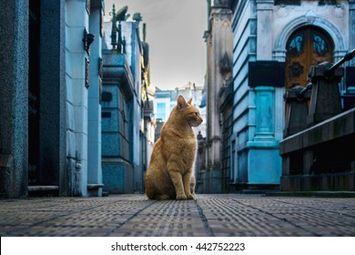 Cat in cemetery