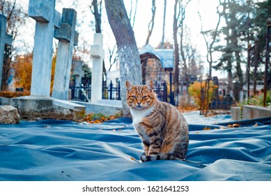 cat in a cemetery among the graves