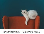 The cat is in the chair. A white British cat lies and rests on a large armchair in a cozy living room against a blue wall.