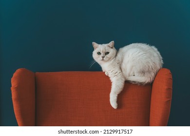 The cat is in the chair. A white British cat lies and rests on a large armchair in a cozy living room against a blue wall. - Powered by Shutterstock
