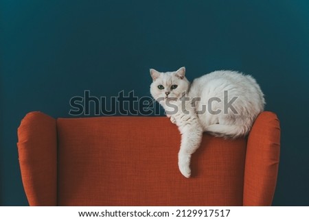 The cat is in the chair. A white British cat lies and rests on a large armchair in a cozy living room against a blue wall.