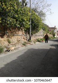 Cat Chasing Dog