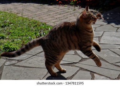 A Cat Chasing A Mouse