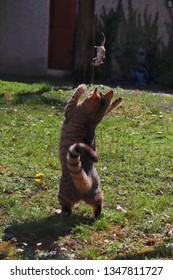 A Cat Chasing A Mouse