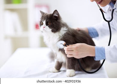 Cat Check Up At Veterinarian Office