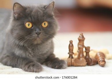Cat And Chess