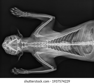 Cat Chest Thorax X Ray Thorax Ventral View