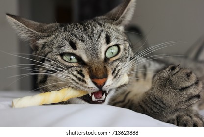 Cat Chewing A Chewing Bone Close Up