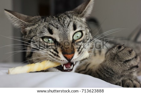Cat chewing a chewing bone close up