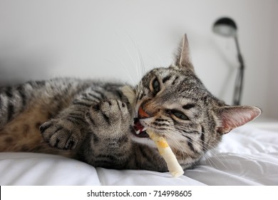 Cat Chewing A Chewing Bone On The Bed