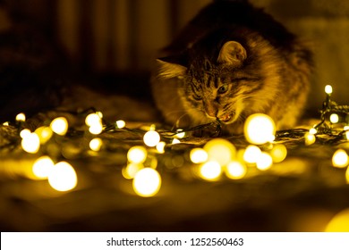 Cat Chewing Christmas Lights 