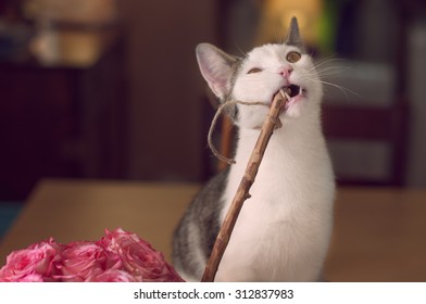 Cat Chewing On A Stick