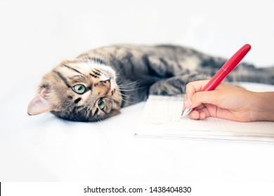 Cat And Child Are Writing Story Together
