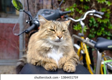 Cat Chilling And Posing For Camera On Rear End Of A Scooter