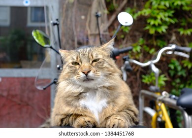 Cat Chilling And Posing For Camera On Rear End Of A Scooter