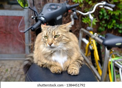 Cat Chilling And Posing For Camera On Rear End Of A Scooter