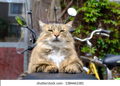 Cat Chilling And Posing For Camera On Rear End Of A Scooter