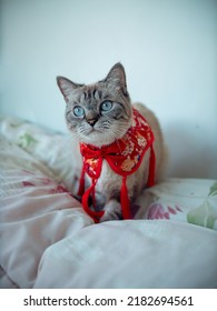 Cat Or Chinese New Year Concept : Portrait Photo Of Cute Domestic Shorthair Cat In Chinese Style Clothing On Bed.