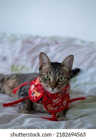 Cat Or Chinese New Year Concept : Portrait Photo Of Cute Domestic Shorthair Cat In Chinese Style Clothing Lying On Bed.