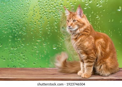 Chatter Images Photos Et Images Vectorielles De Stock Shutterstock