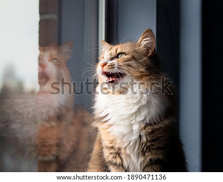 Cat chirping or chattering. Cute kitty sitting on windowsill while vocalizing with mouth wide open. Concept for why cats chirp sounds or cat talking. Selective focus with defocused reflection.