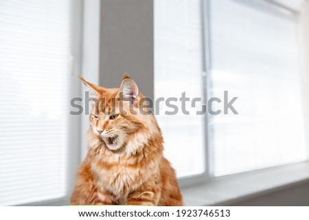 Cat chirping or chattering. Cute kitty pet sitting on the windowsill