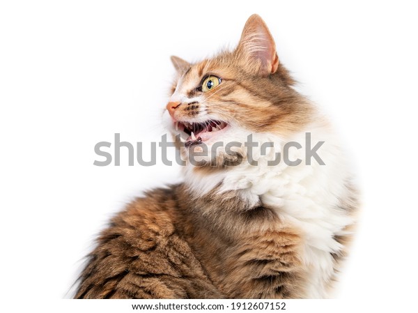 猫が何かに向かってチャラチャラと鳴く 口を大きく開け 目に見える歯で座って声を出す 毛羽立ったかわいい女性の子猫 猫の鳴き声や話し声のコンセプト 白い背景に の写真素材 今すぐ編集