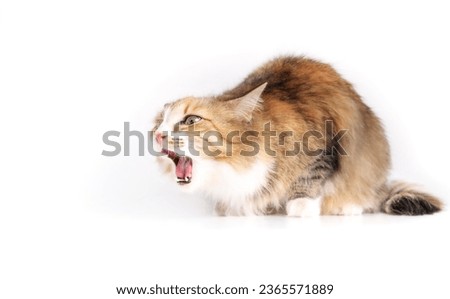 Cat choking or gagging from having an object stuck back of the mouth. In movement. Fluffy kitty with mouth wide open coughing and in distress. Danger of small object and first aid. Selective focus. 
