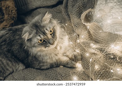 A cat and a Christmas garland. The dangers of Christmas tree decorations for pets. Veterinary advice on pet care. Christmas baubles are danger pet friendly - Powered by Shutterstock