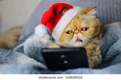 Cat With Christmas Hat Looking Mobile Phone